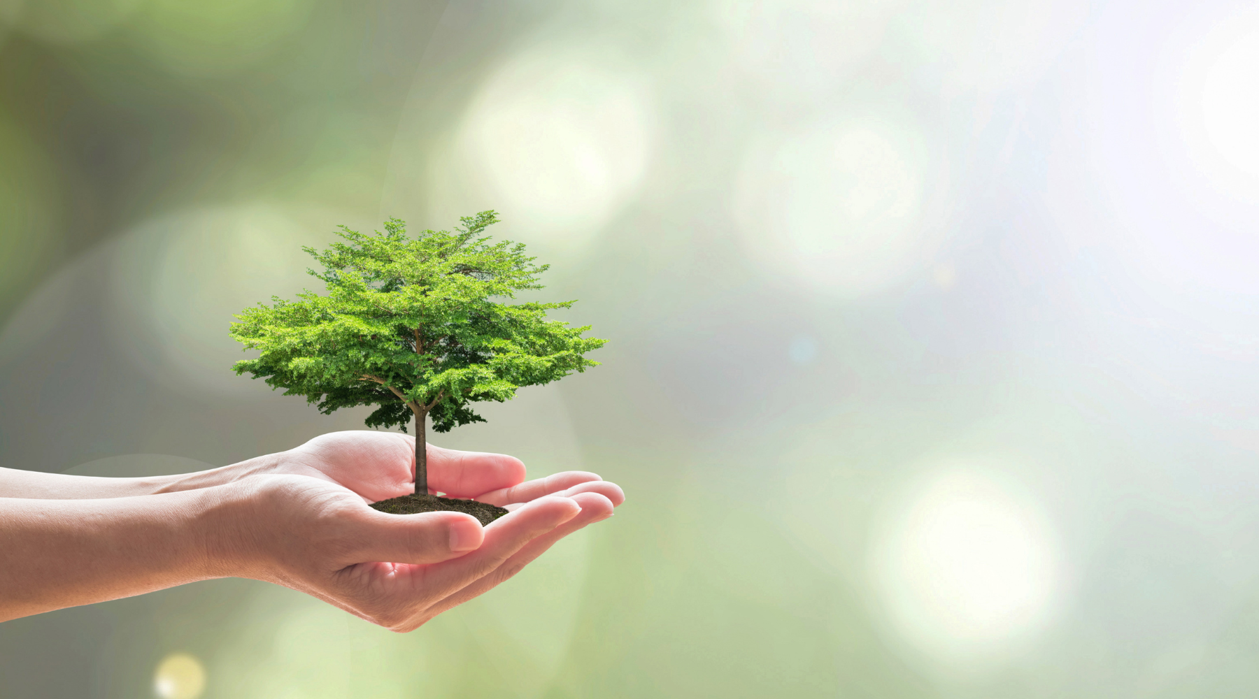 Environmental Impact of Food: How What We Eat Affects the Planet