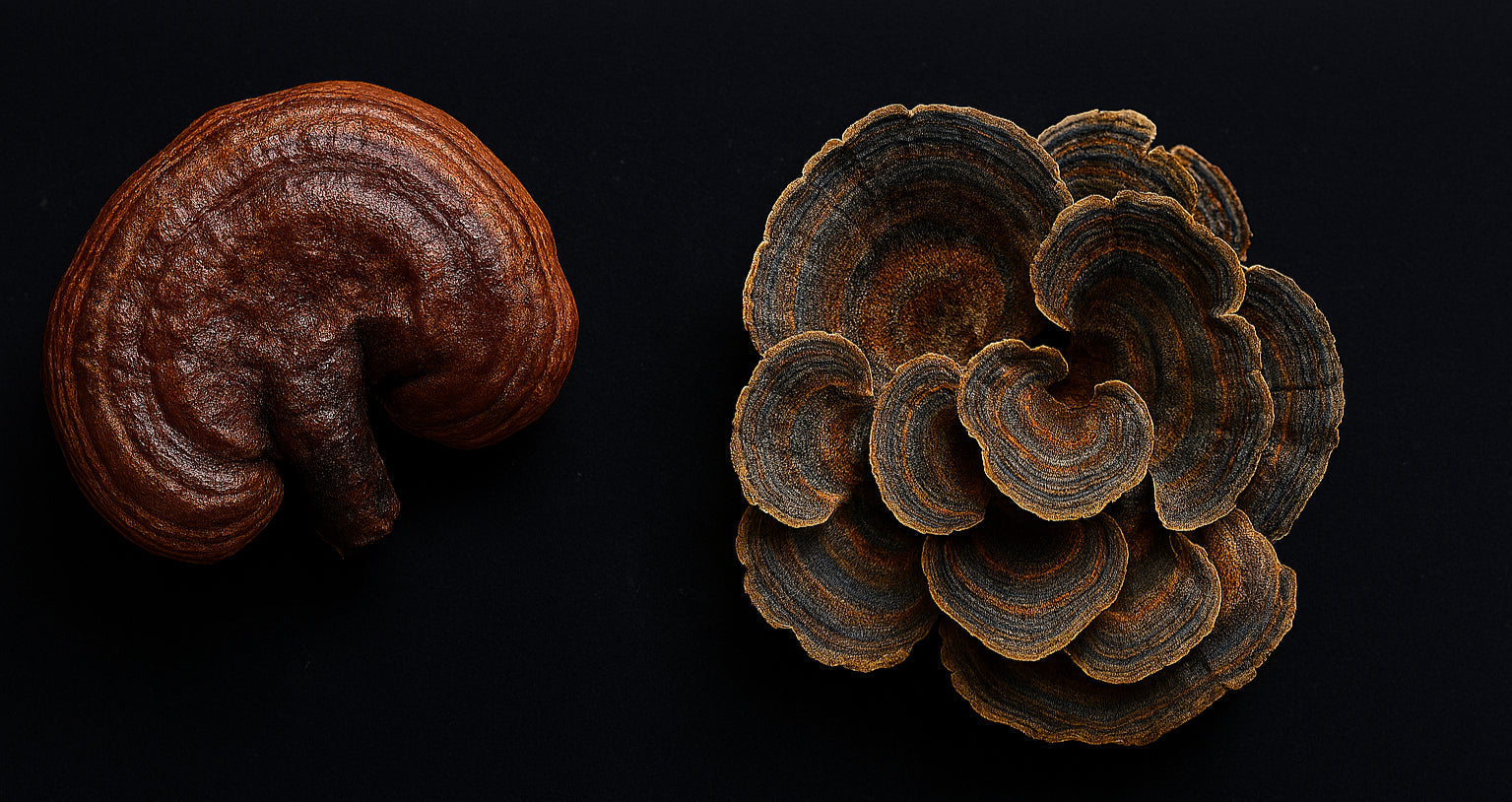 Crafting Your Daily Ritual with Ancient Mushrooms in the Modern Age